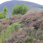 Carrifran Wildwood with purple heather