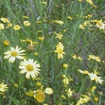 cornmar