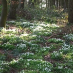 Straiton Woods